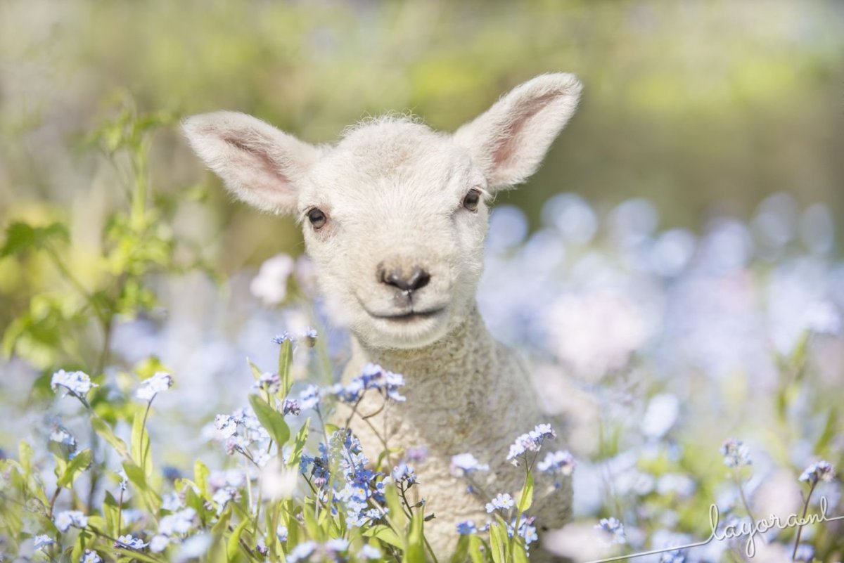 Милые ягнята