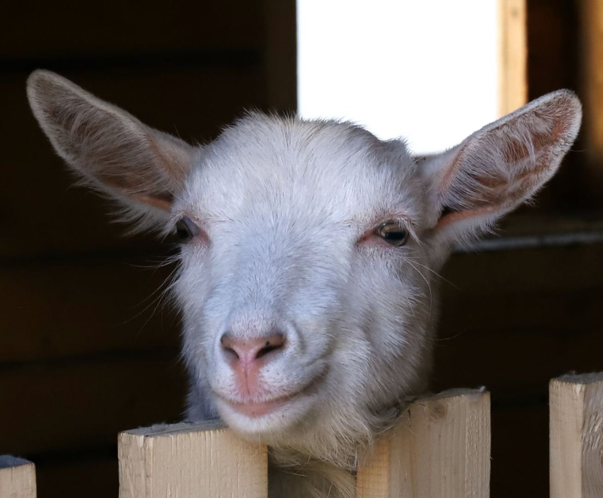 Козленок улыбается