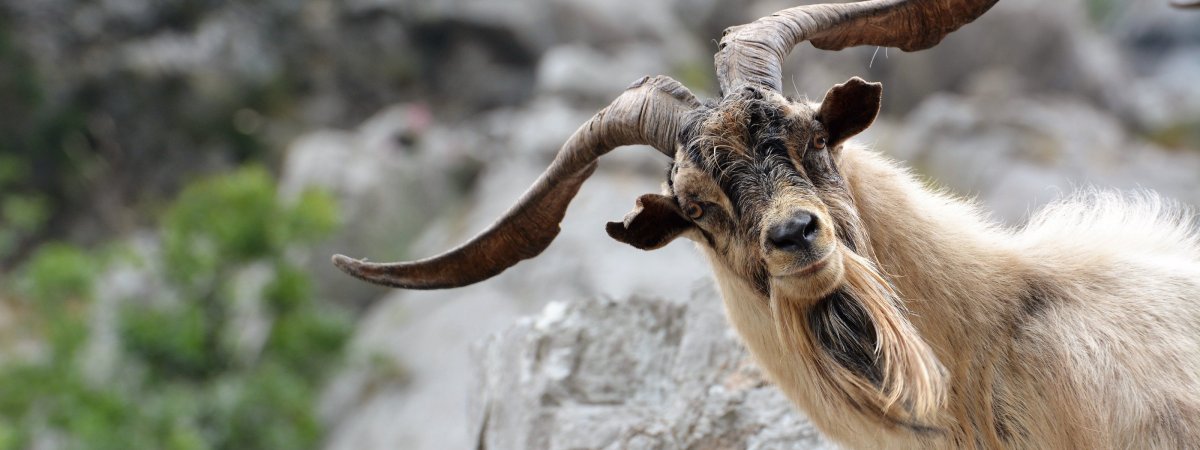 Картинки на рабочий стол-козы