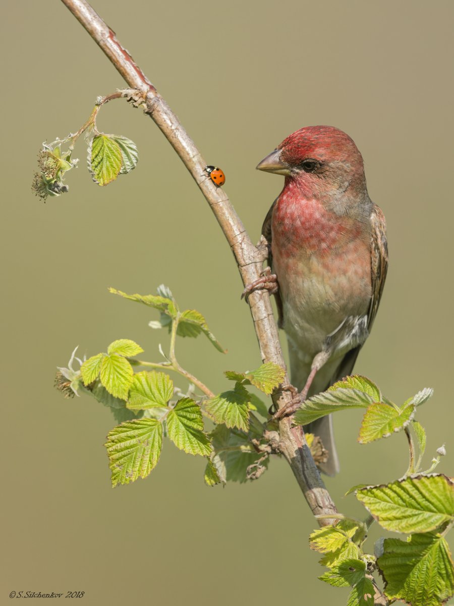 Чечевица Подмосковная птица