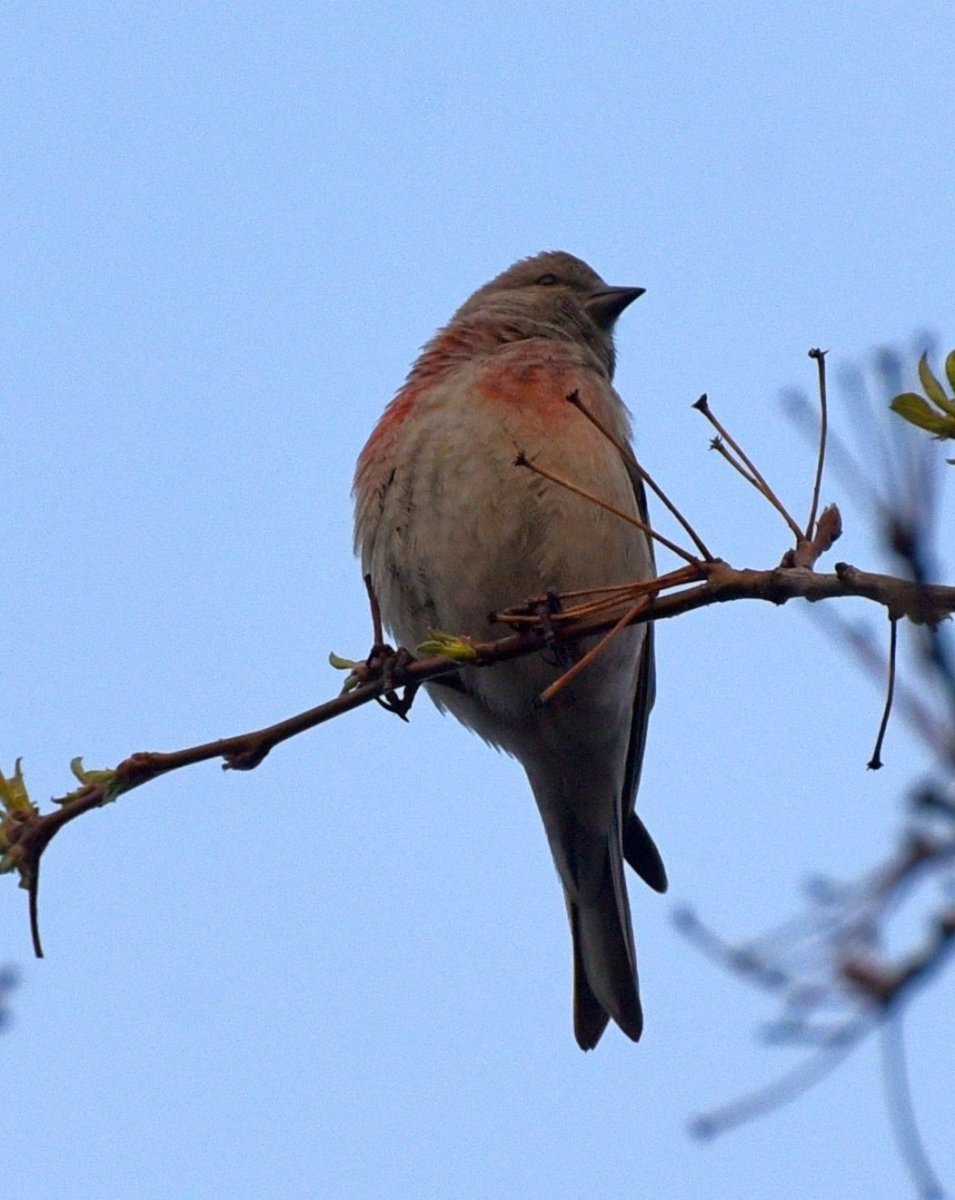 Серая птичка с красной грудкой