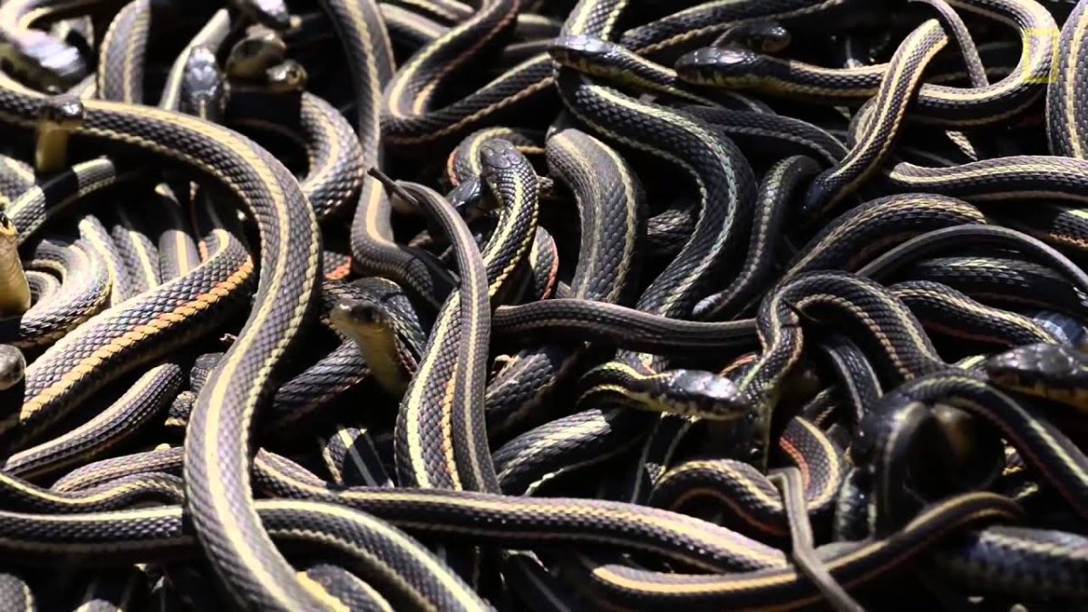 Кубло гадюк