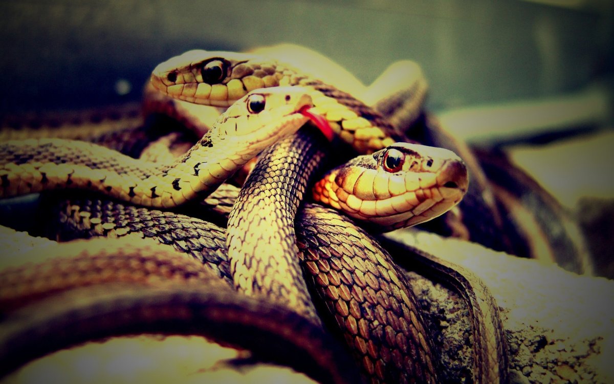 Кобра удав желтопузик уж