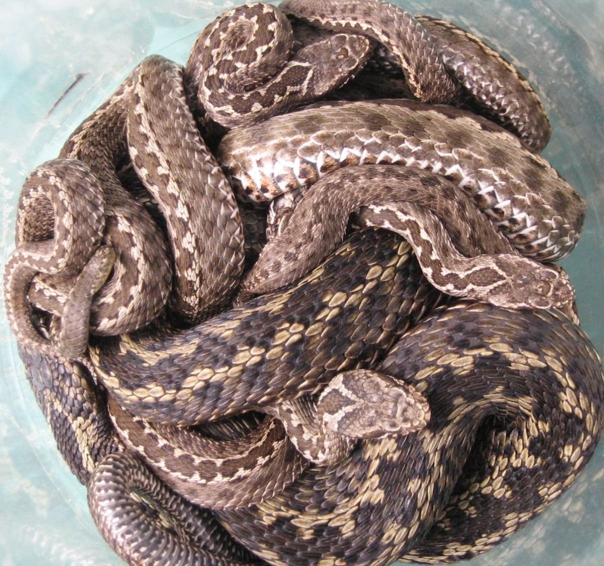 Сдвижение змей 2022