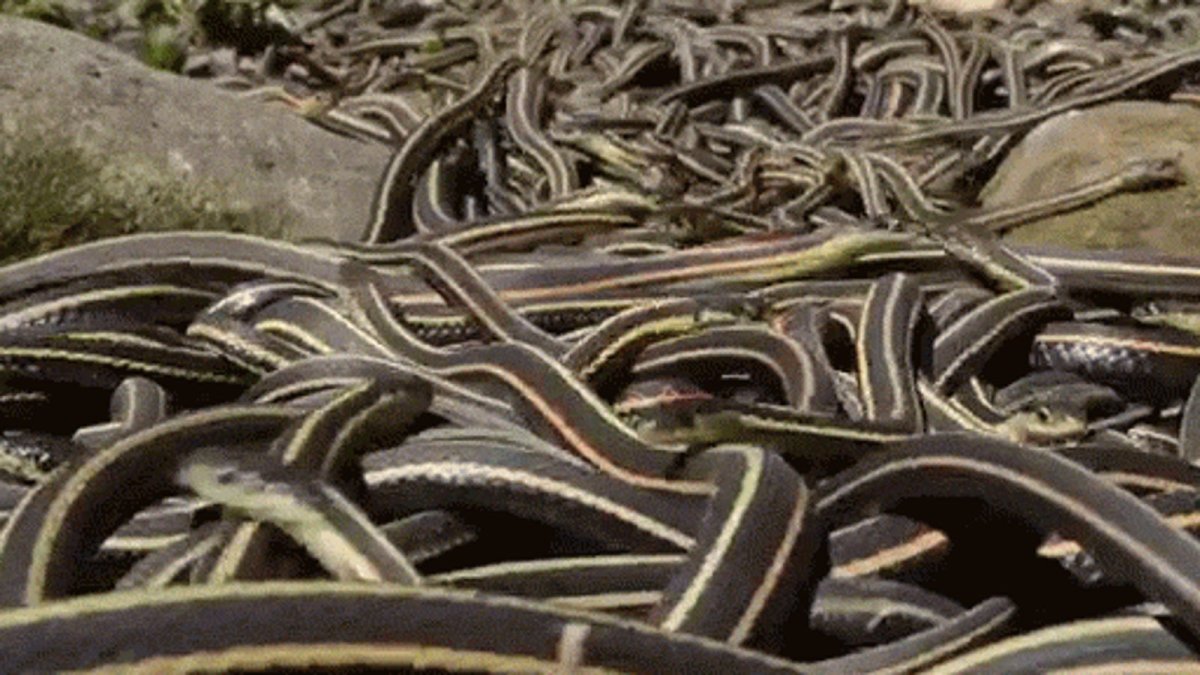 Сдвижение клубок змей