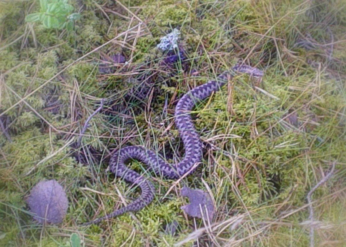 Змеиное Воздвижение