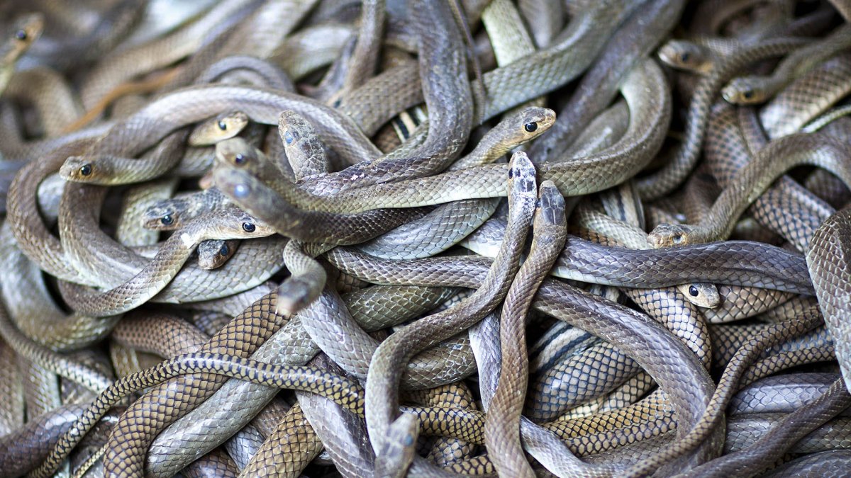 Кубло гадюк