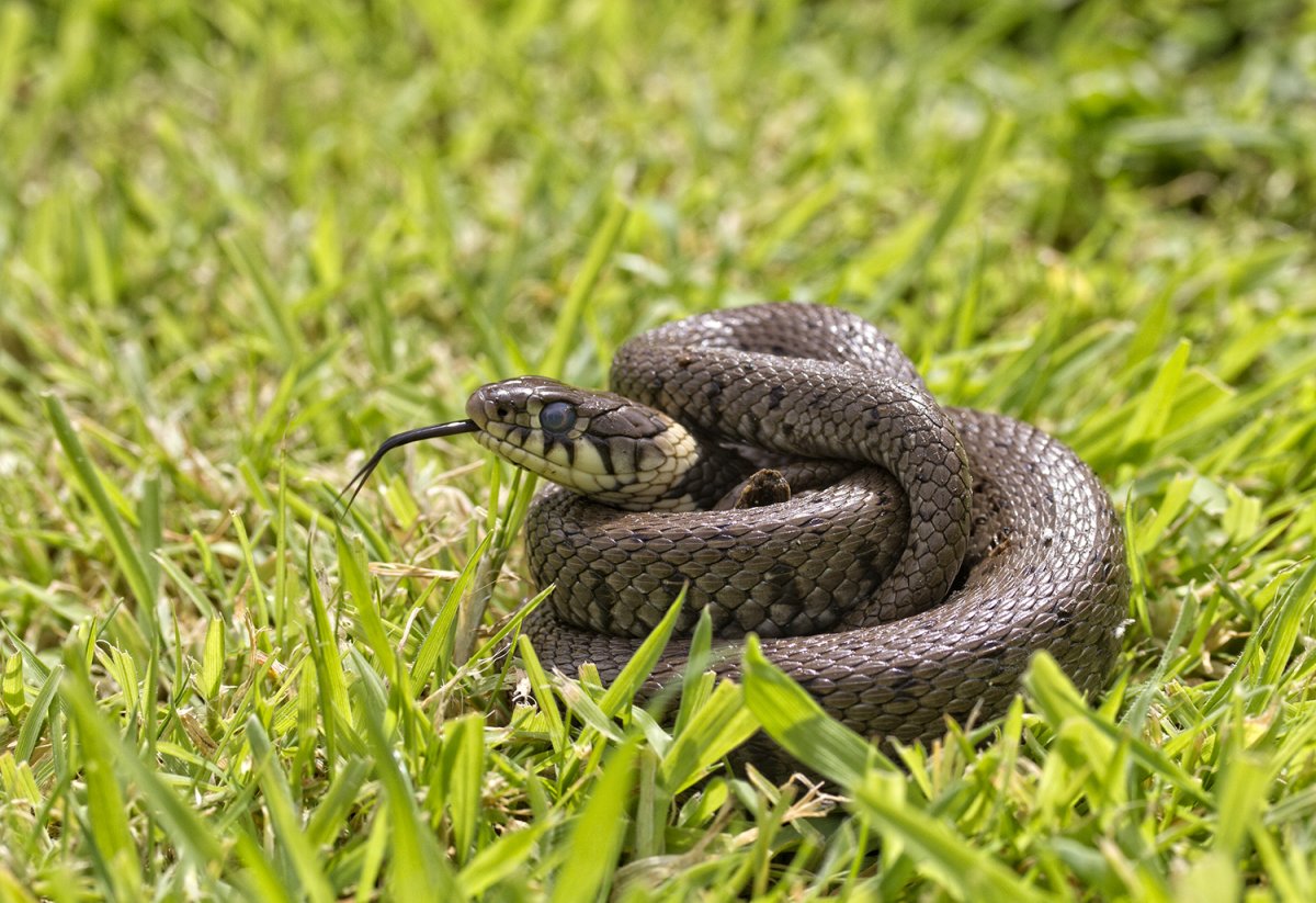 Гадюка Уральская