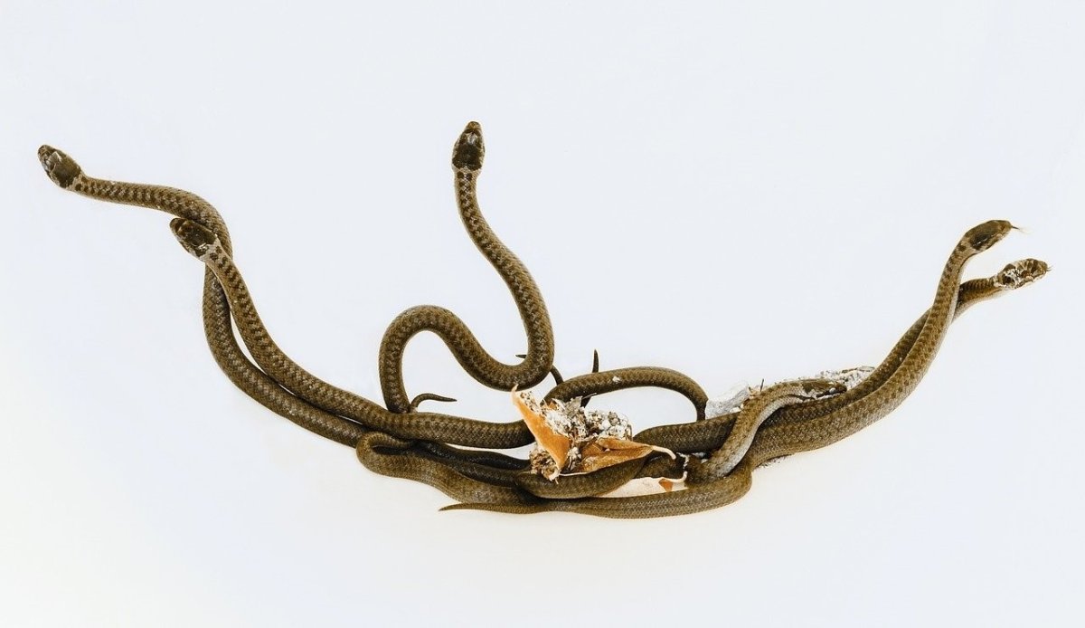 Бронзовая змея фото