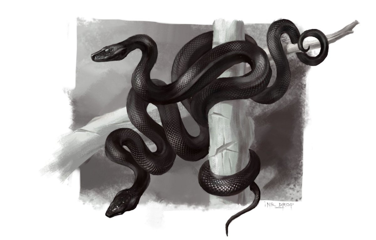 Черная змея арт