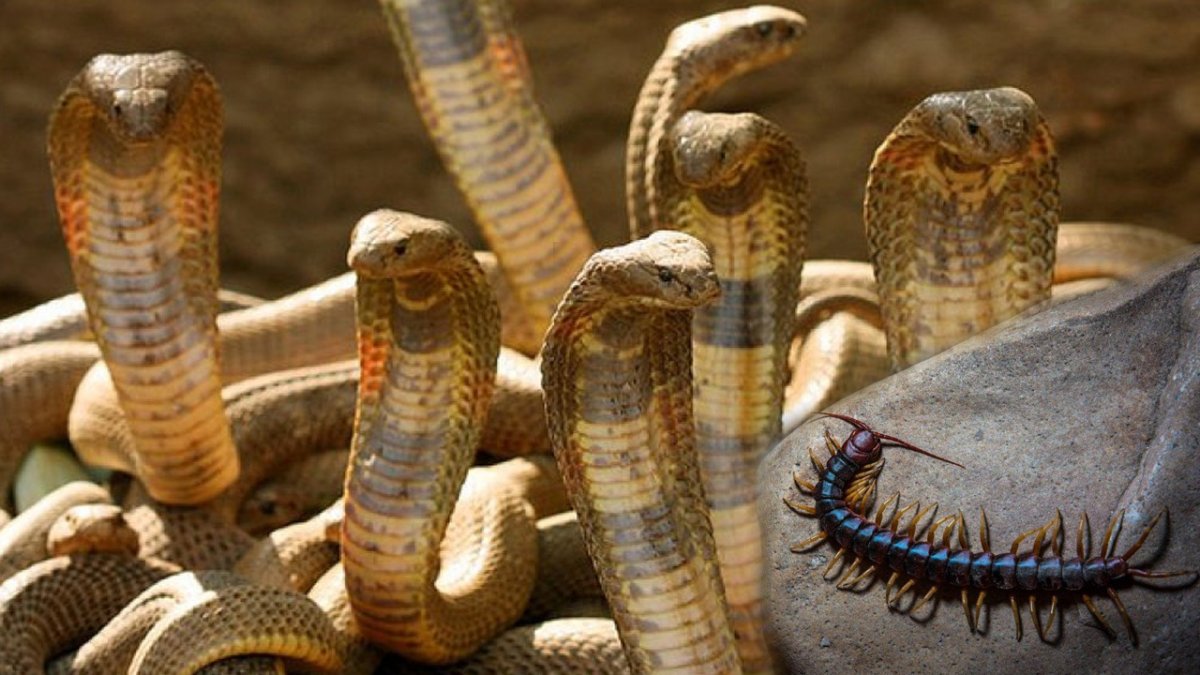 Среднеазиатская Кобра в России