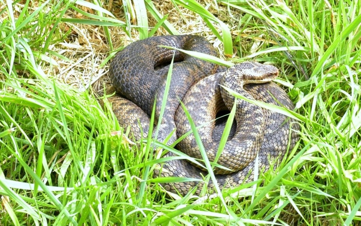 Обыкновенная гадюка медянка