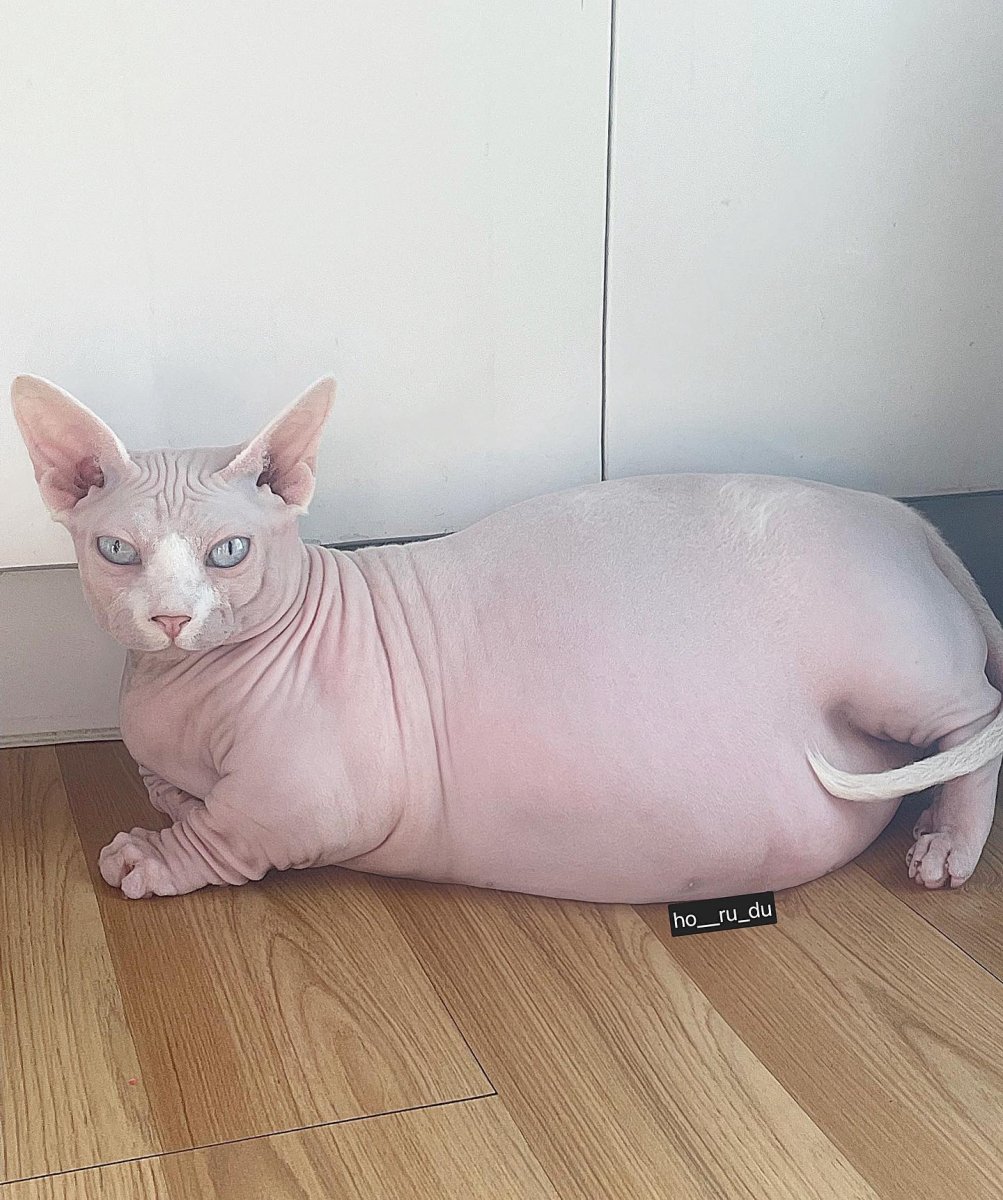 Сфинкс жаду