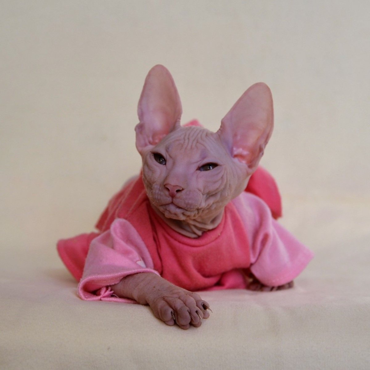 Донской сфинкс рекс