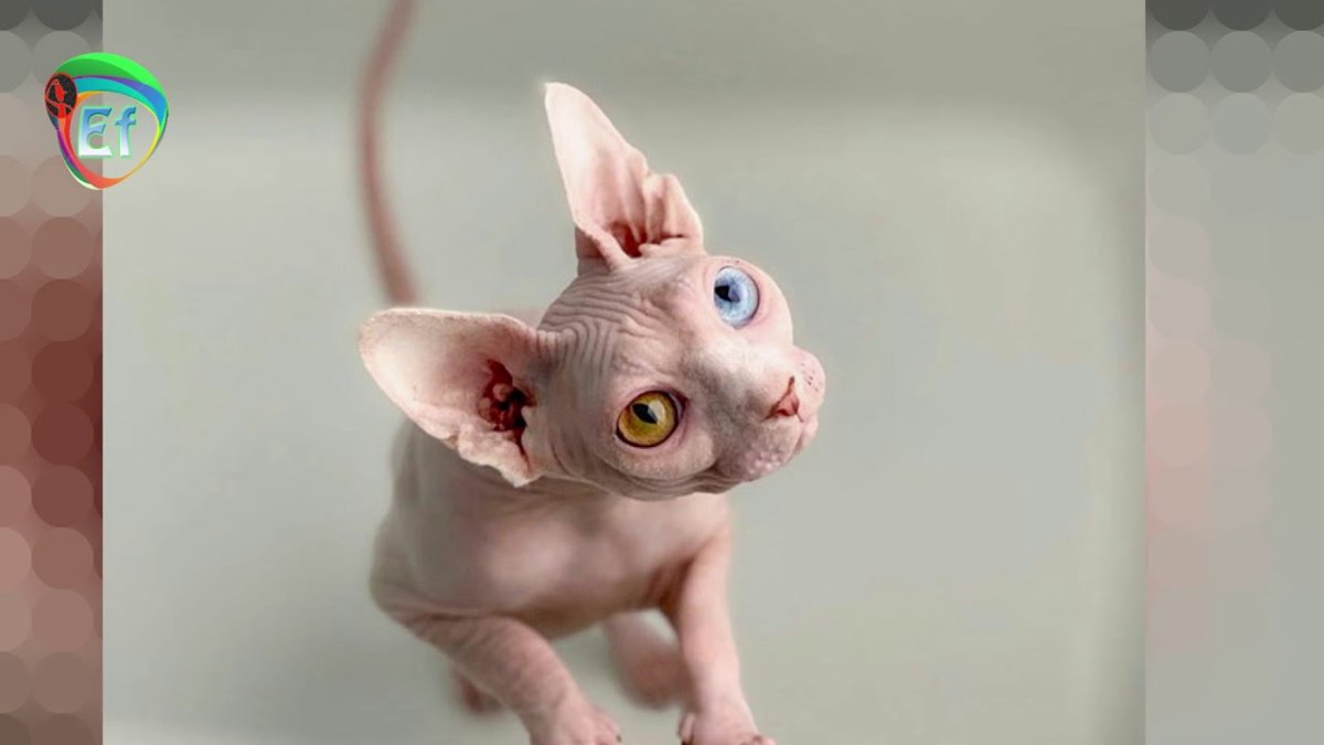 Канадский сфинкс гетерохромия