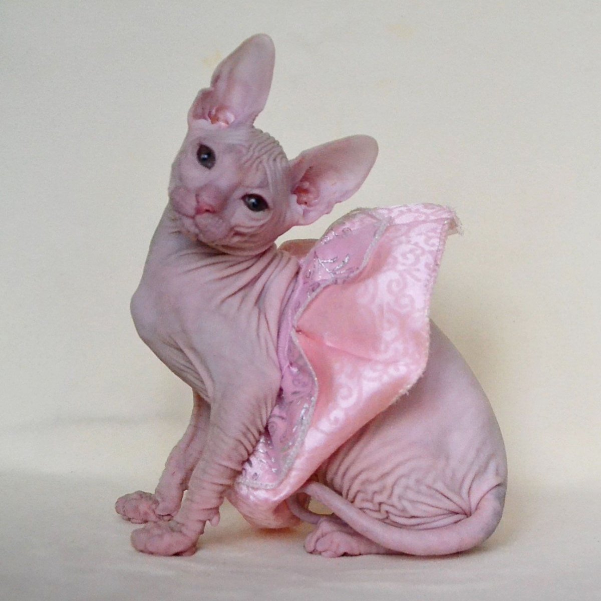 Донской сфинкс