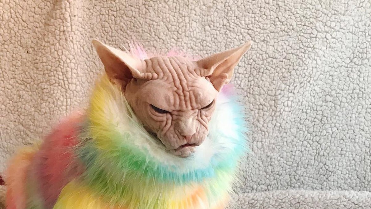 Лысый кот в свитере