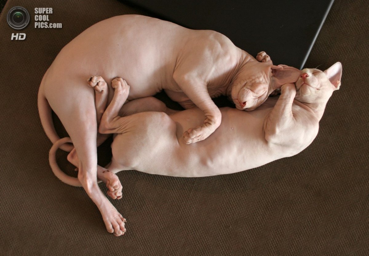 Сфинксы обнимаются