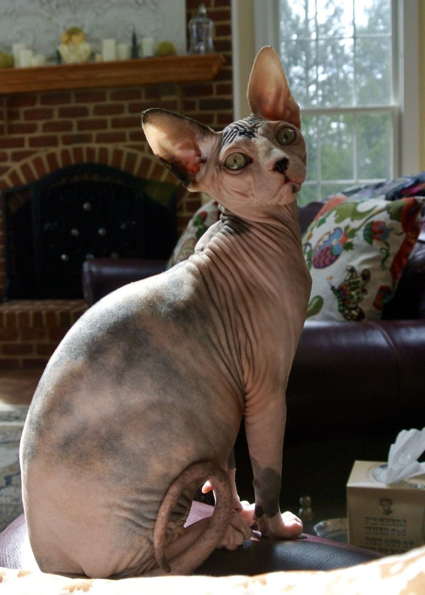 Толстый сфинкс Бамбино