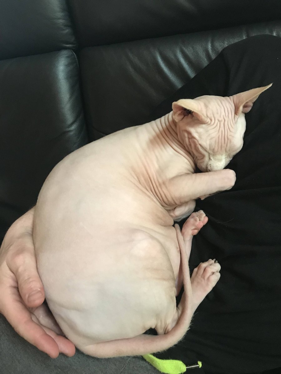 Канадский сфинкс и толстый кот