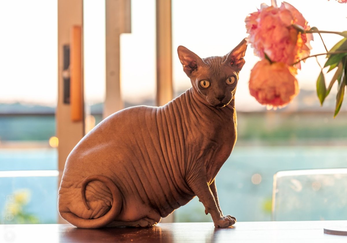 Египетская кошка сфинкс