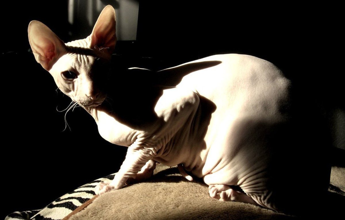 Сфинкс рекс