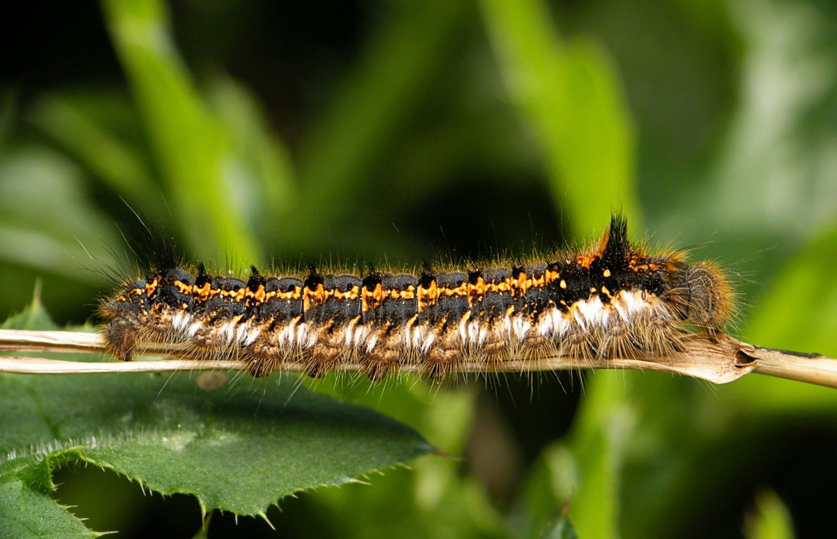 Gnophria rubricollis гусеница
