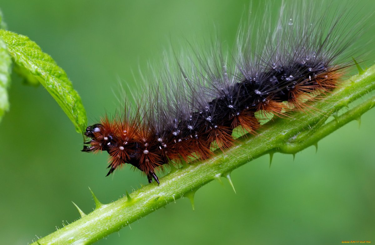 Гусеница Волосянка
