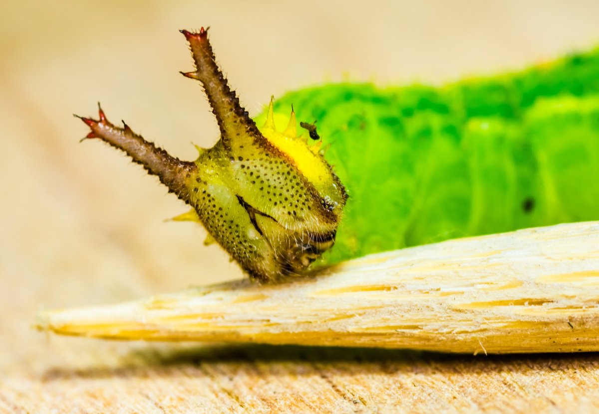 Гусеница зеленая с рожками