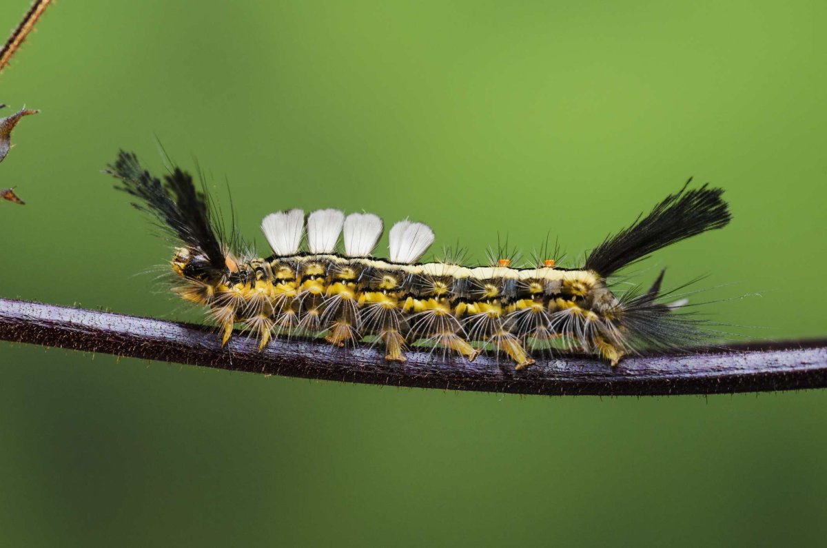 Лиственничная волнянка гусеница
