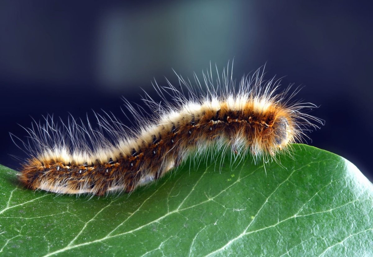 Lymantria dispar гусеница