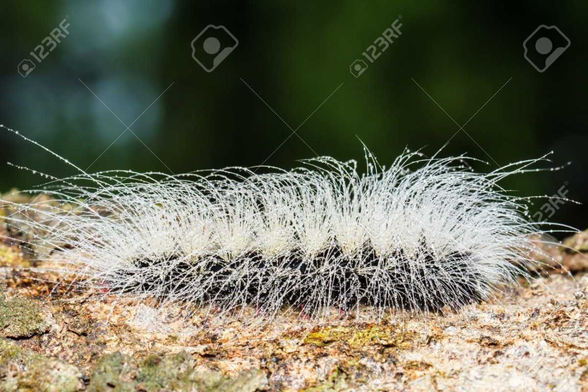 Белая волосатая гусеница