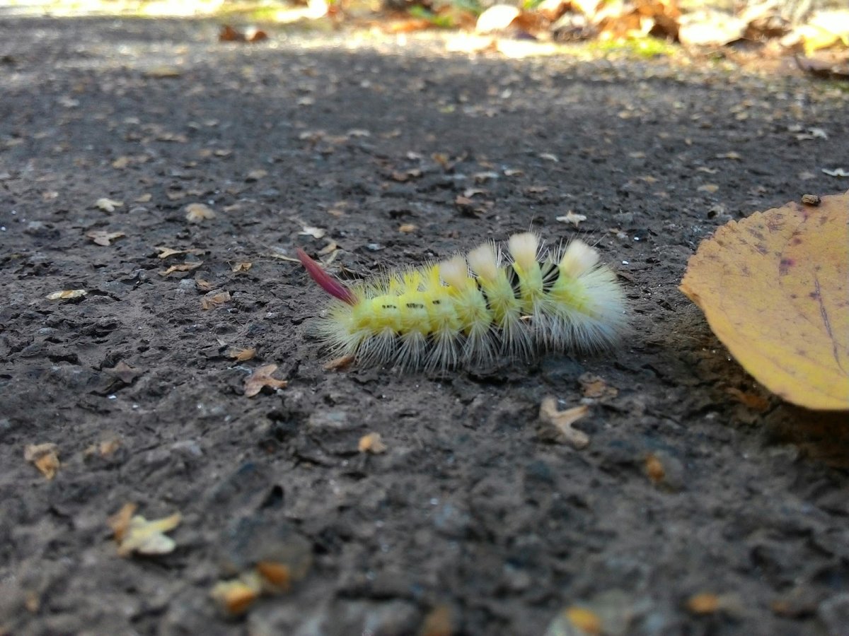 Желтая гусеница