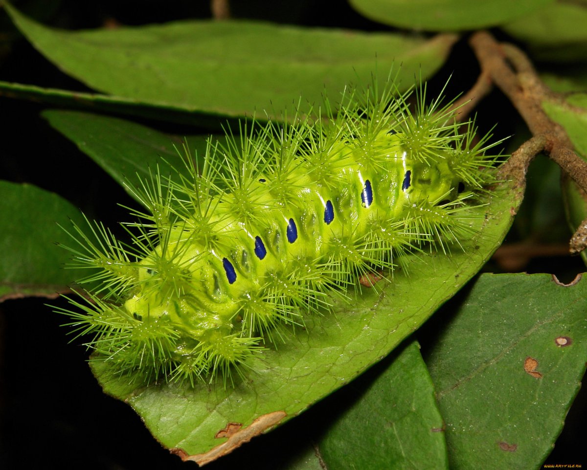 Гусеница обыкновенная зеленая