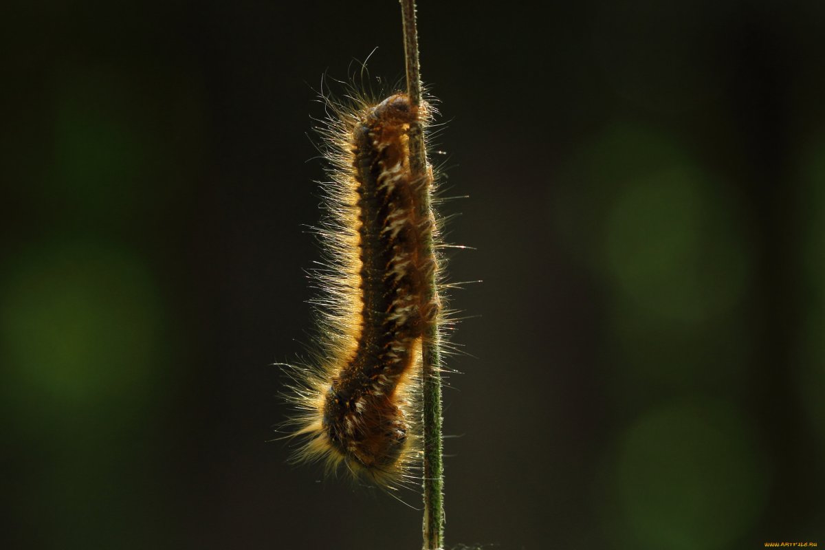 Гусеница сороконожка мохнатая