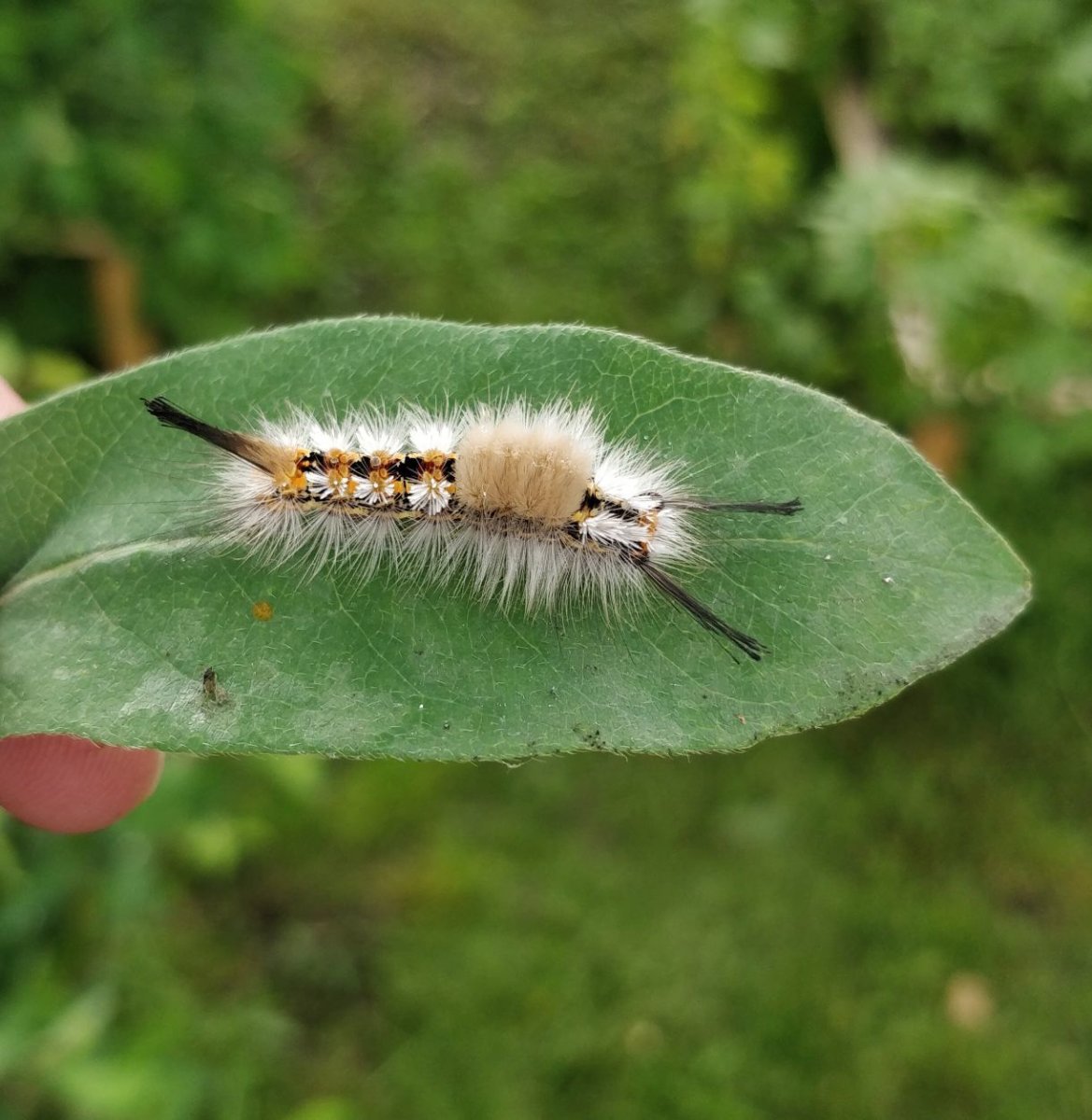 Гусеница мохнатая Лесная