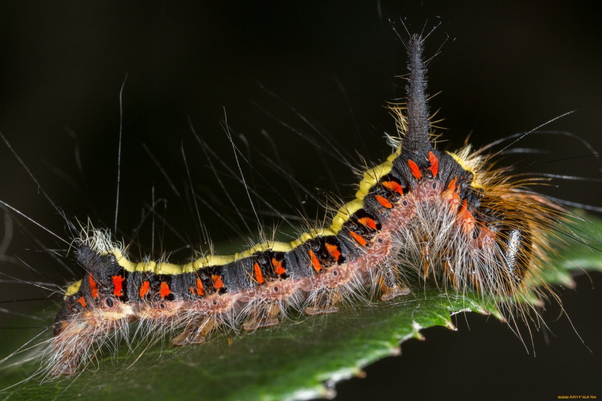 Рогатая мохнатая гусеница