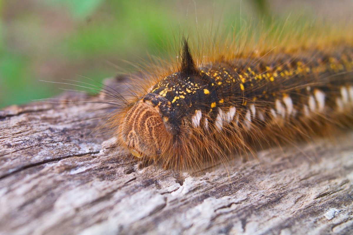 Гусеница с хохолком