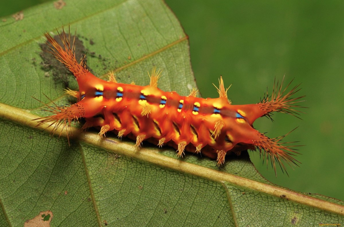 Гусеница красная с желтыми шипами
