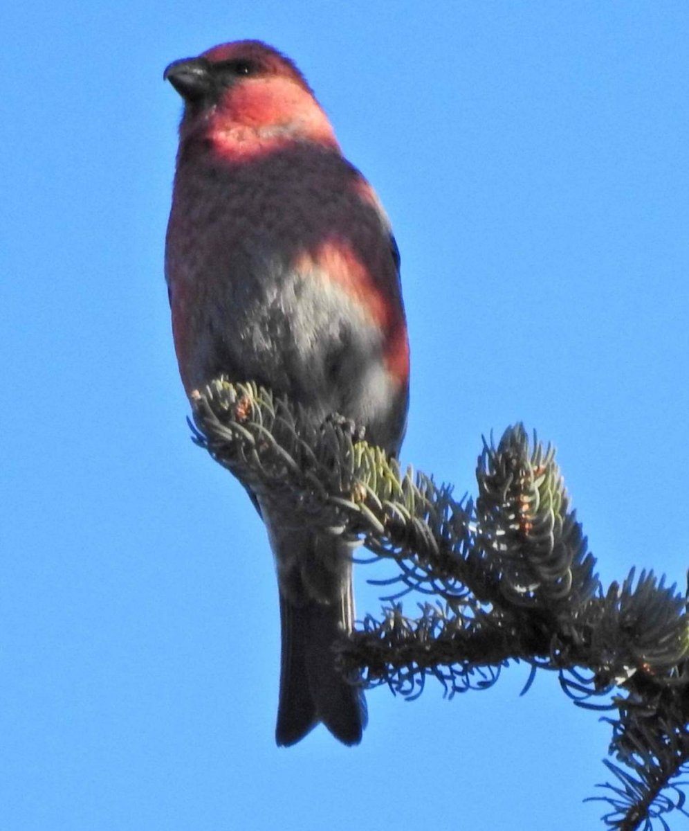 Pine Grosbeak