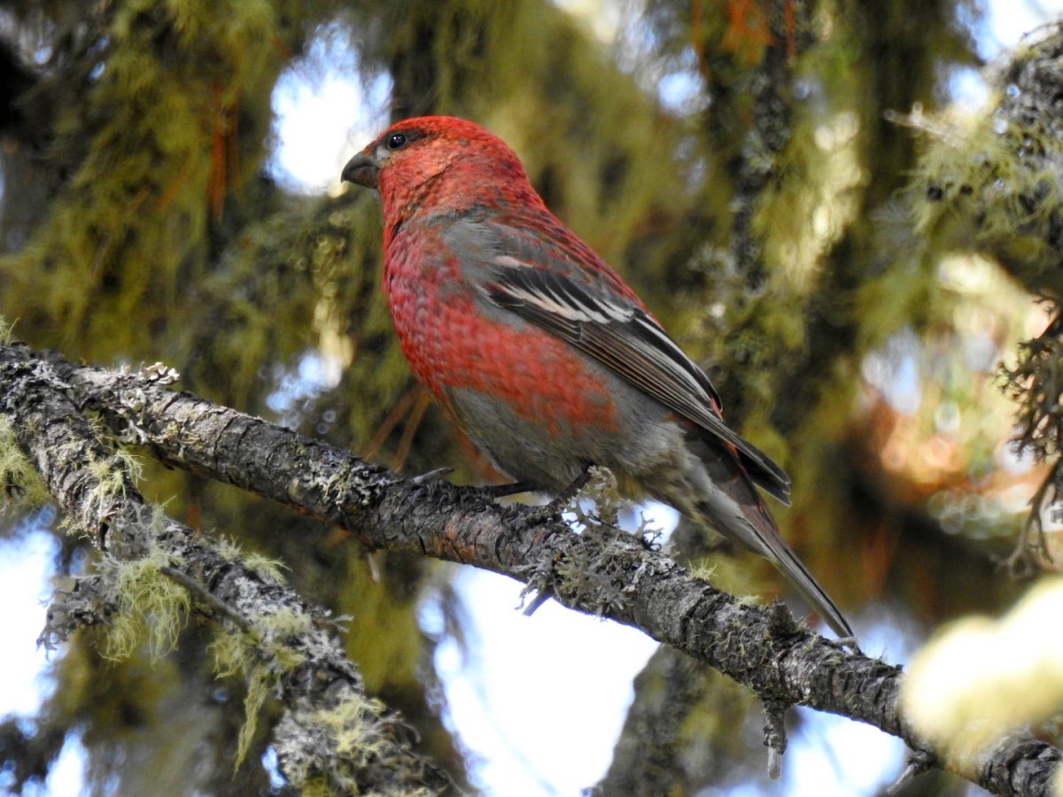 Щур - pinicola enucleator