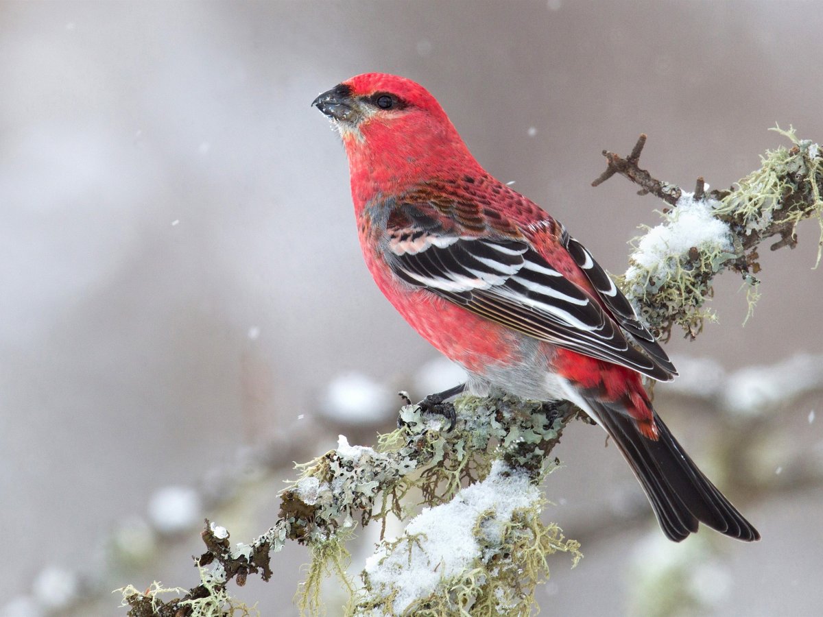 Птица Щур обыкновенный Щур