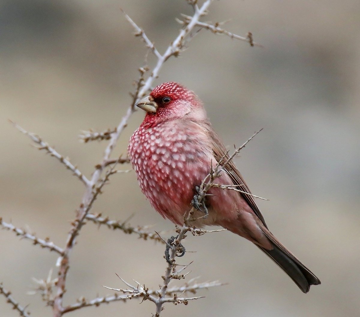 Большая чечевица (Carpodacus rubicilla)