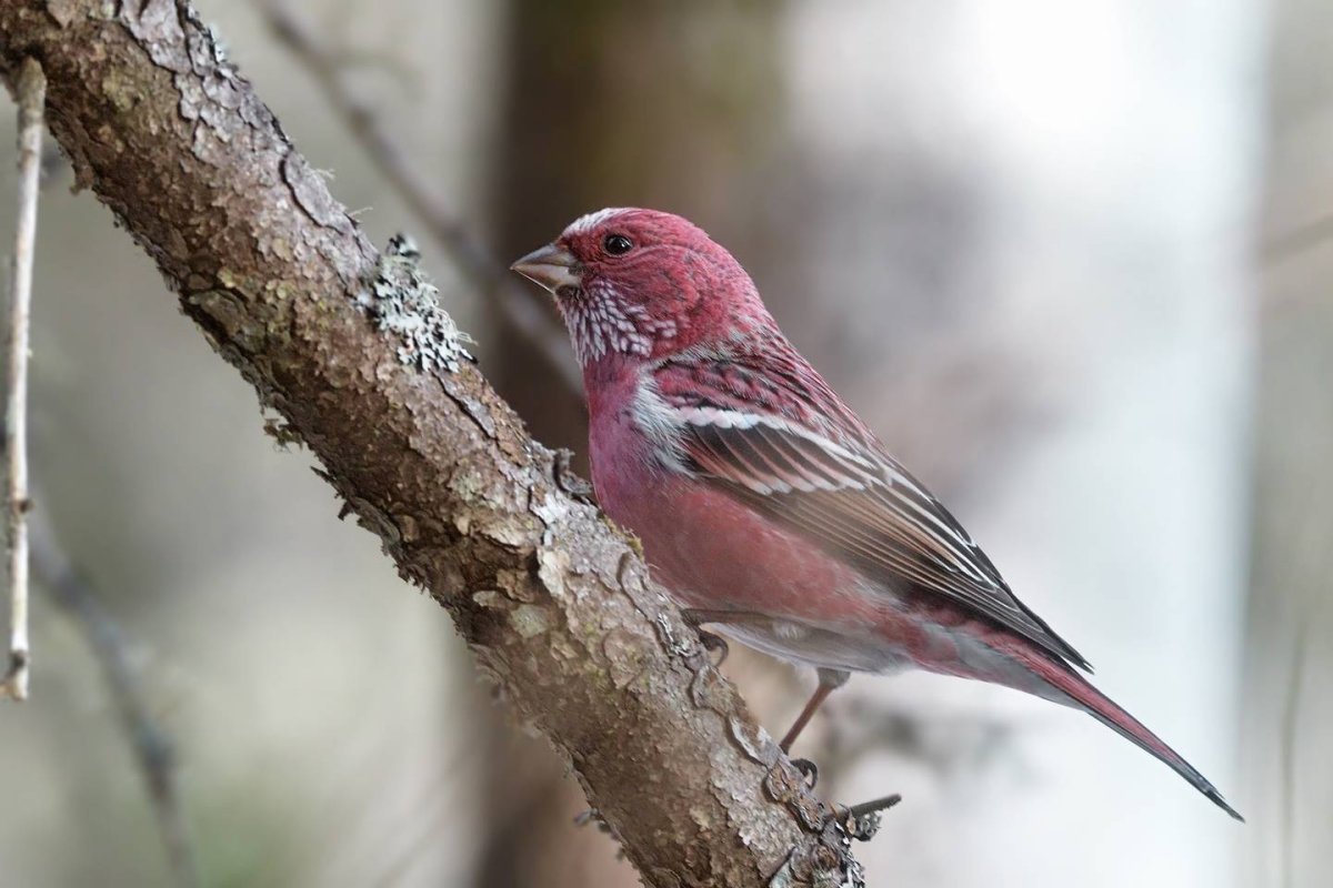 Сибирская чечевица Carpodacus roseus