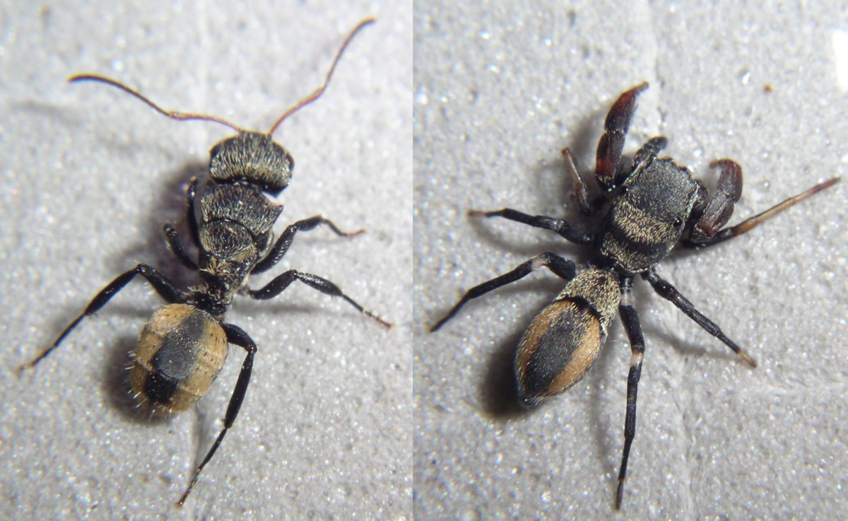 Паук синемозина муравьевидная