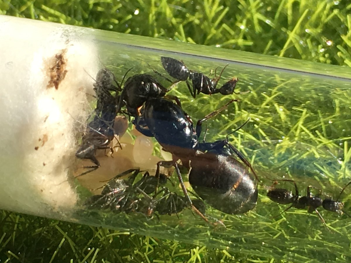 Муравьи кампонотус японикус