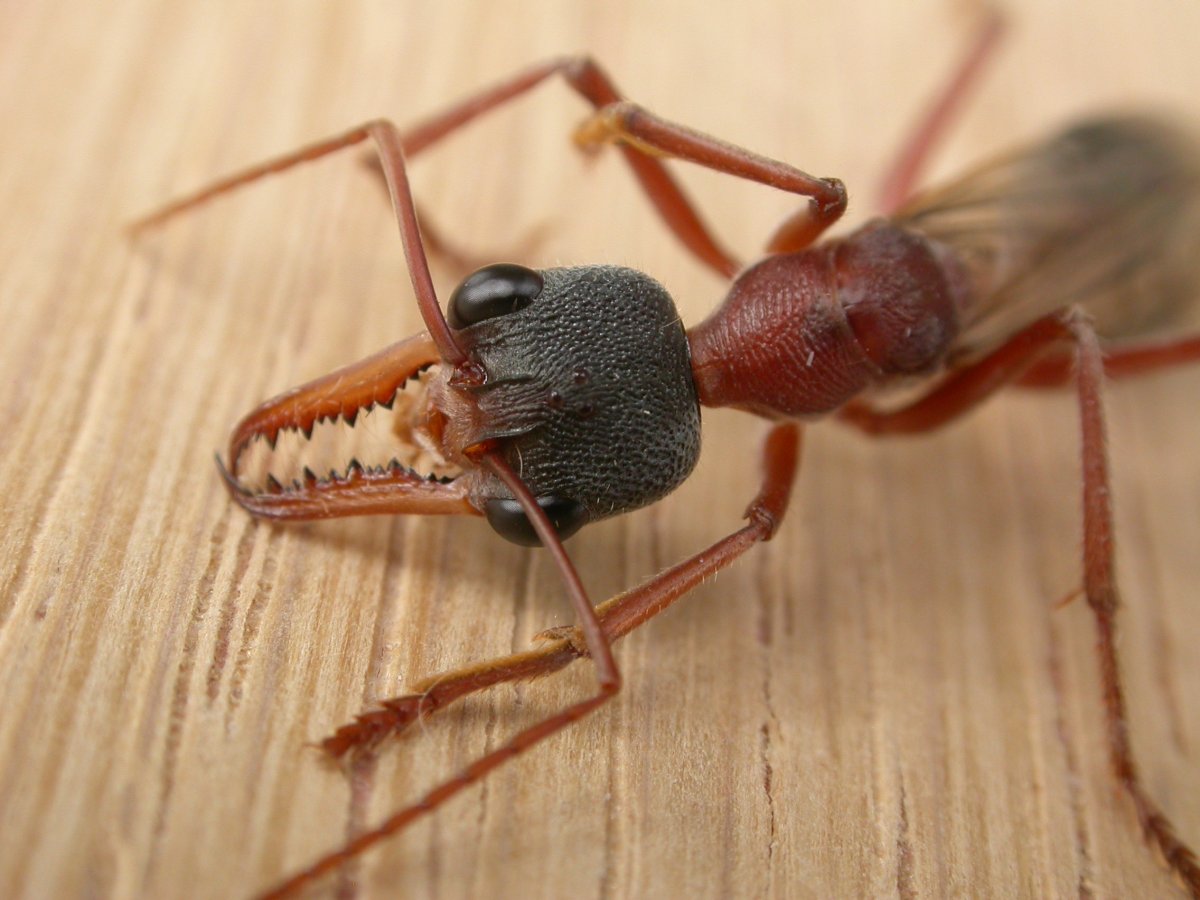 Myrmecia nigrocincta