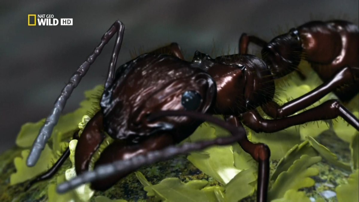 Фильм National Geographic муравьи