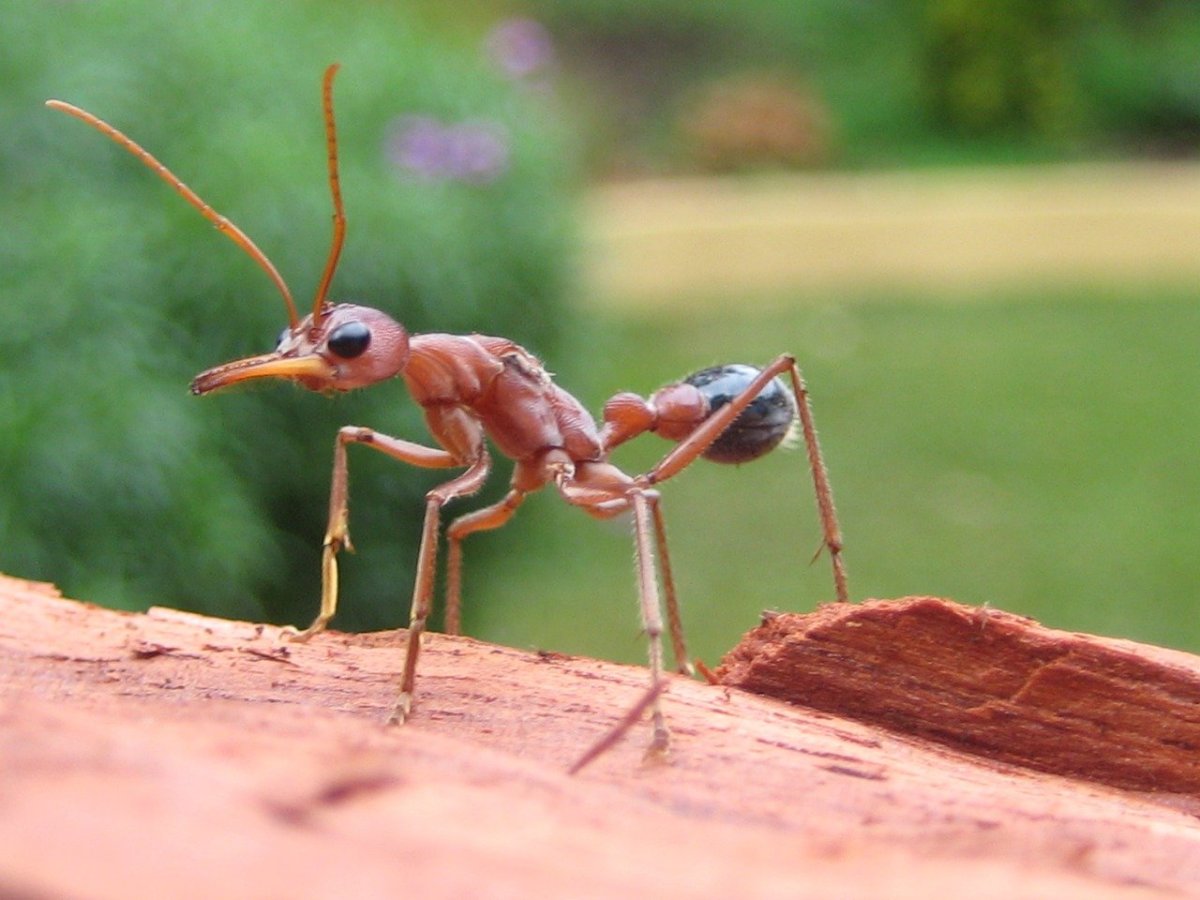 Мирмеция муравей самый большой