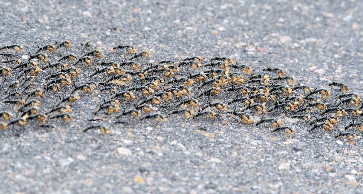 Муравьиная армия